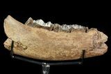 Irish Elk Jaw Section With Stand - Pleistocene, Germany #92507-4